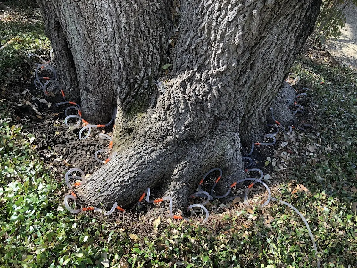 Detailed Tree Cabling and Bracing job site in Fannettsburg